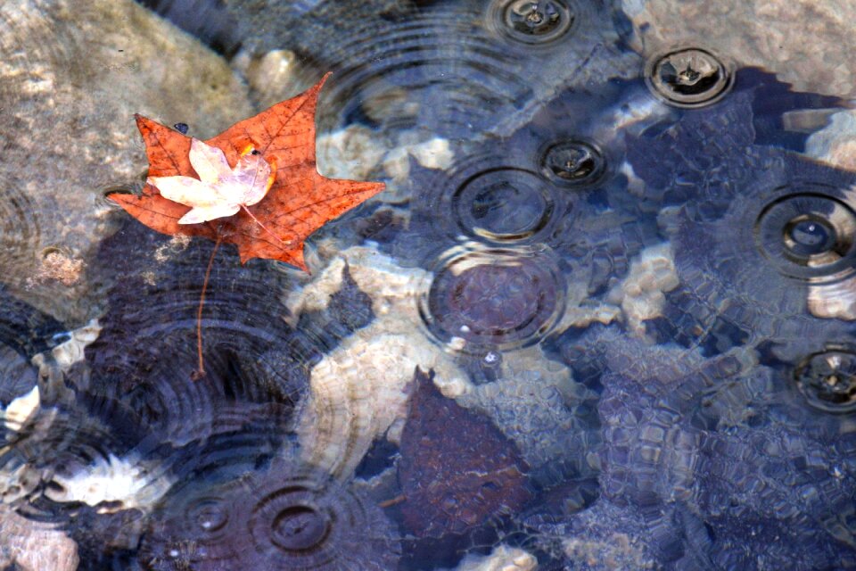 Leaf autumnal seasonal
