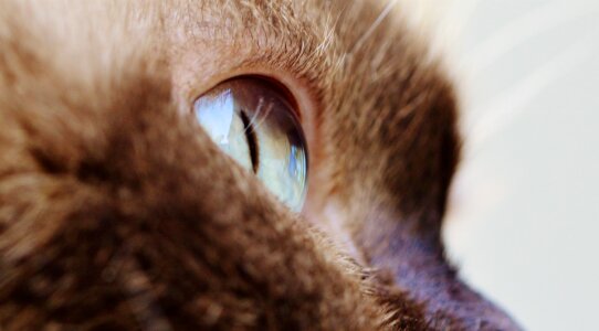 British shorthair thoroughbred fur