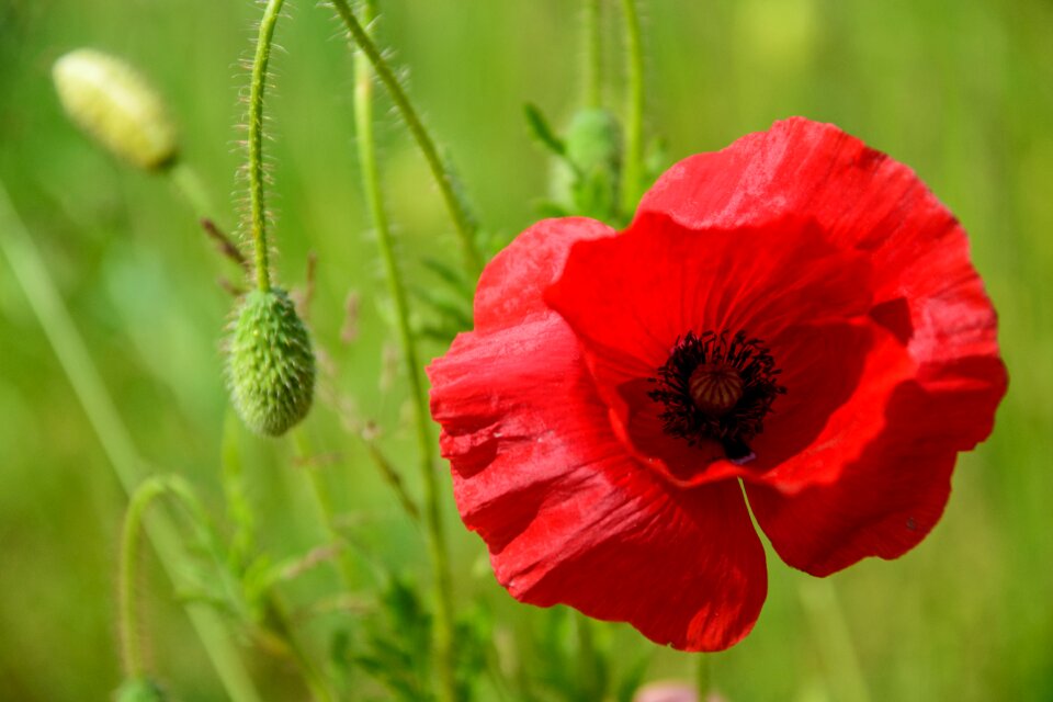 Meadow poppy bud pointed flower