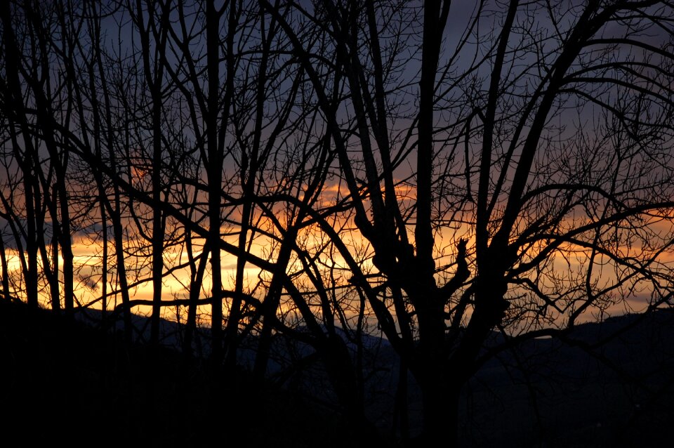 Tree sky nature