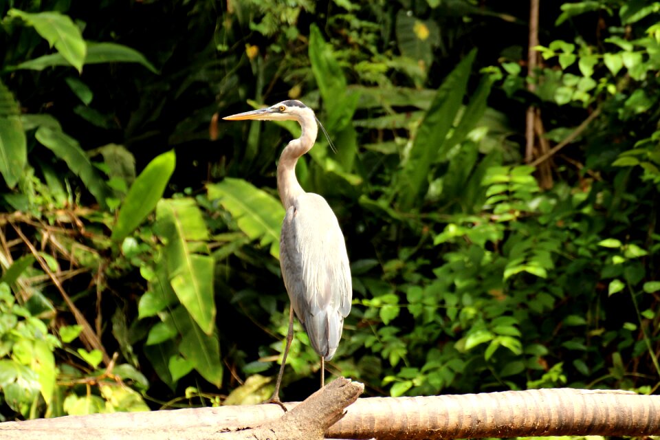 National park costa rica central america photo