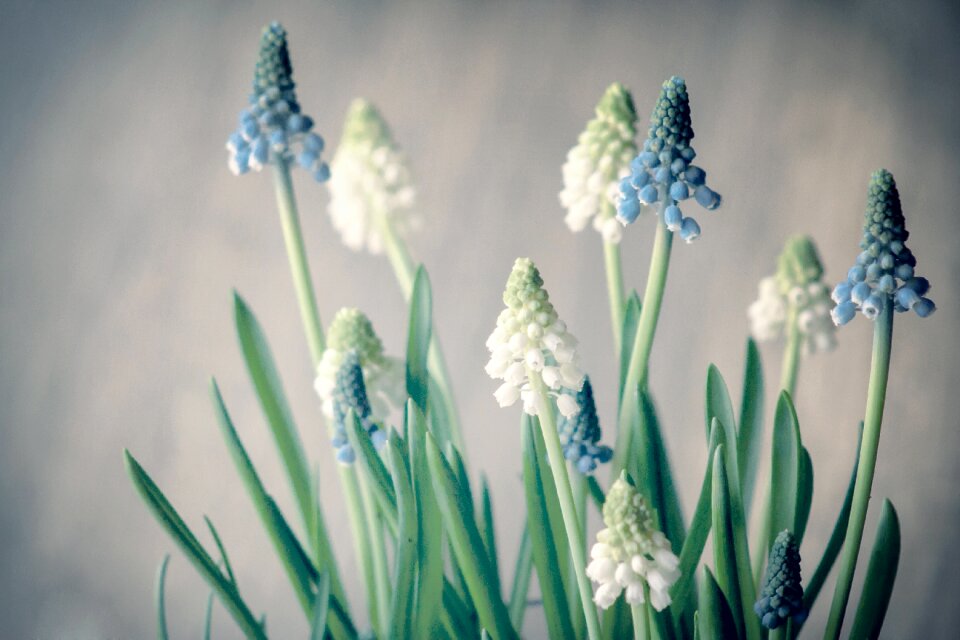 Blossom bloom spring