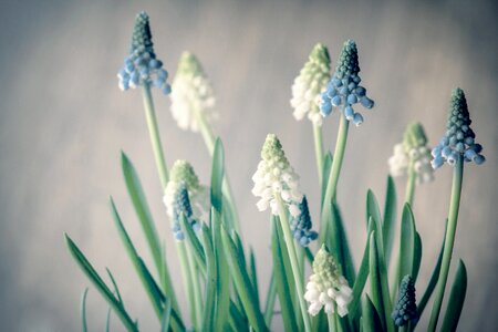 Blossom bloom spring