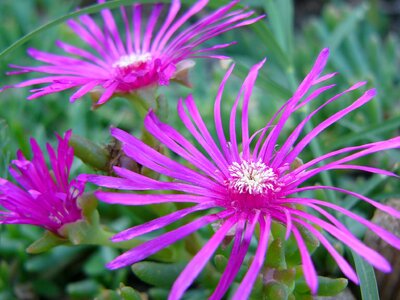 Nature purple flowers green
