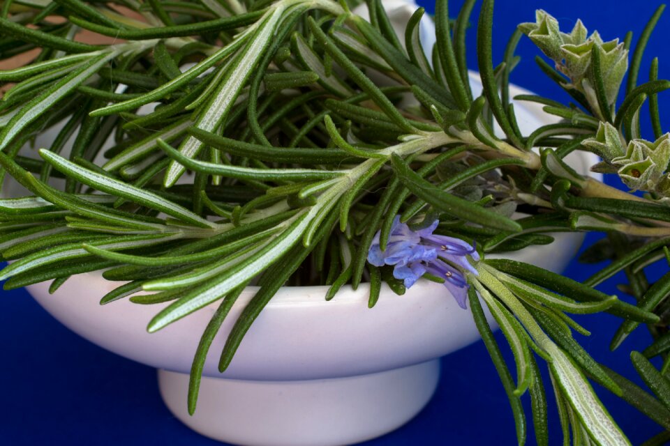 Rosmarinus officinalis herb garden medicinal plant