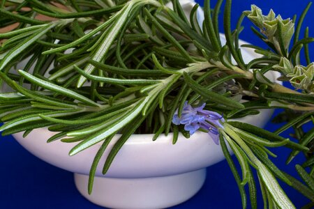 Rosmarinus officinalis herb garden medicinal plant