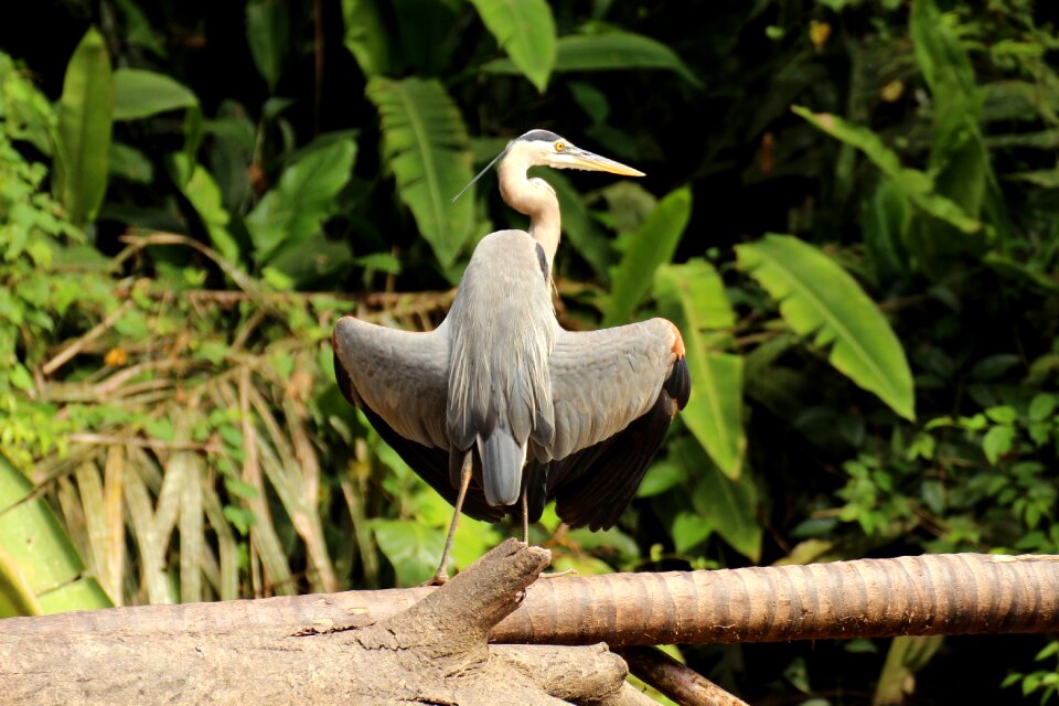 National park tropical animal