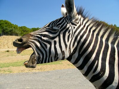 African animals equine herbivore