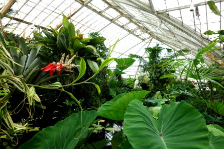 Interior view - Conservatory of Flowers - San Francisco, CA - DSC03089