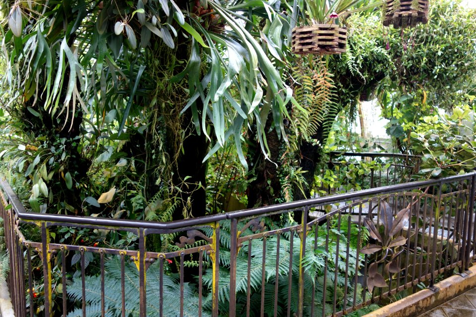 Interior view - Conservatory of Flowers - San Francisco, CA - DSC03119