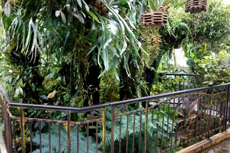 Interior view - Conservatory of Flowers - San Francisco, CA - DSC03119