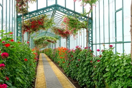 Interior view - Laeken Royal Greenhouses - Royal Castle of Laeken - Brussels, Belgium - DSC07298