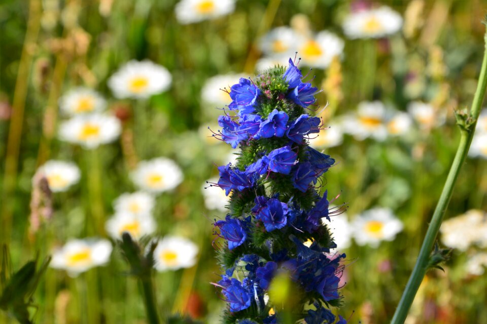Flowers spring spring flowers