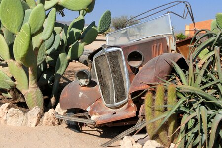 Rust old cactus