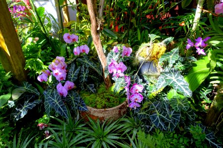 Interior view - Marie Selby Botanical Gardens - Sarasota, Florida - DSC01045