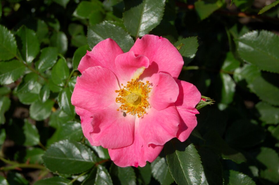 Color pink flower rosebush