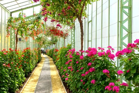 Interior view - Laeken Royal Greenhouses - Royal Castle of Laeken - Brussels, Belgium - DSC07322