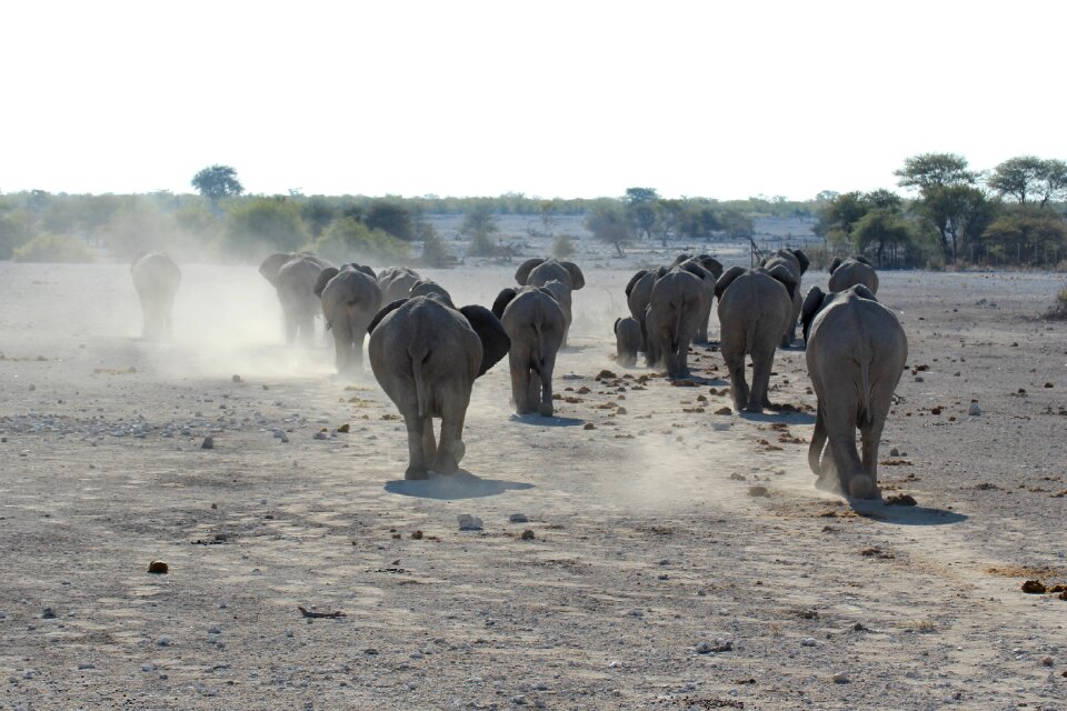 Etosha national park flock