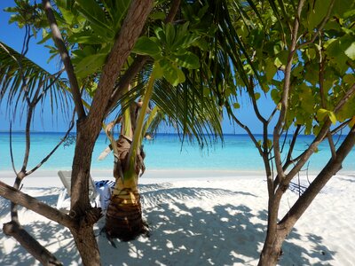 Beach palm trees sea photo