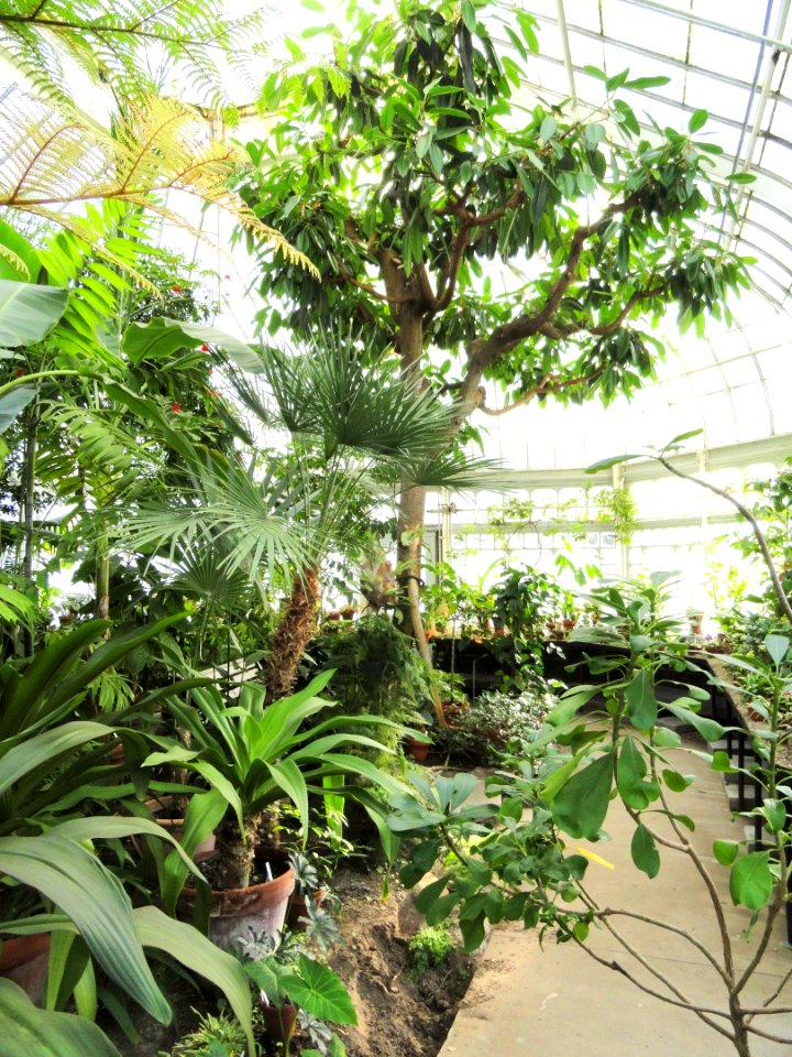 Interior view - Talcott Greenhouse - Mount Holyoke College - DSC04515