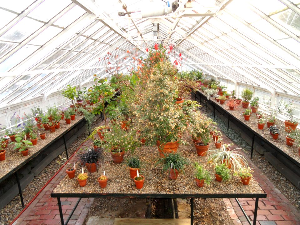 Interior view - Talcott Greenhouse - Mount Holyoke College - DSC04538