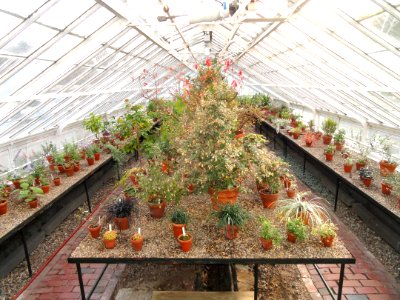 Interior view - Talcott Greenhouse - Mount Holyoke College - DSC04538