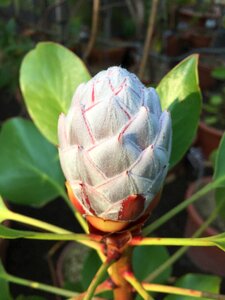 Protea cynaroides south africa flower bud photo