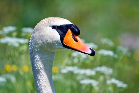 Swans schwimmvogel animal world