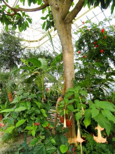 Interior view - Talcott Greenhouse - Mount Holyoke College - DSC04501