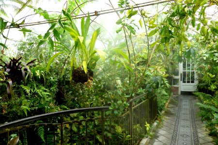Interior view - Conservatory of Flowers - San Francisco, CA - DSC03070