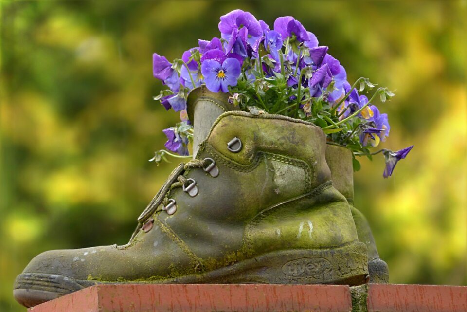 Large planting pansy