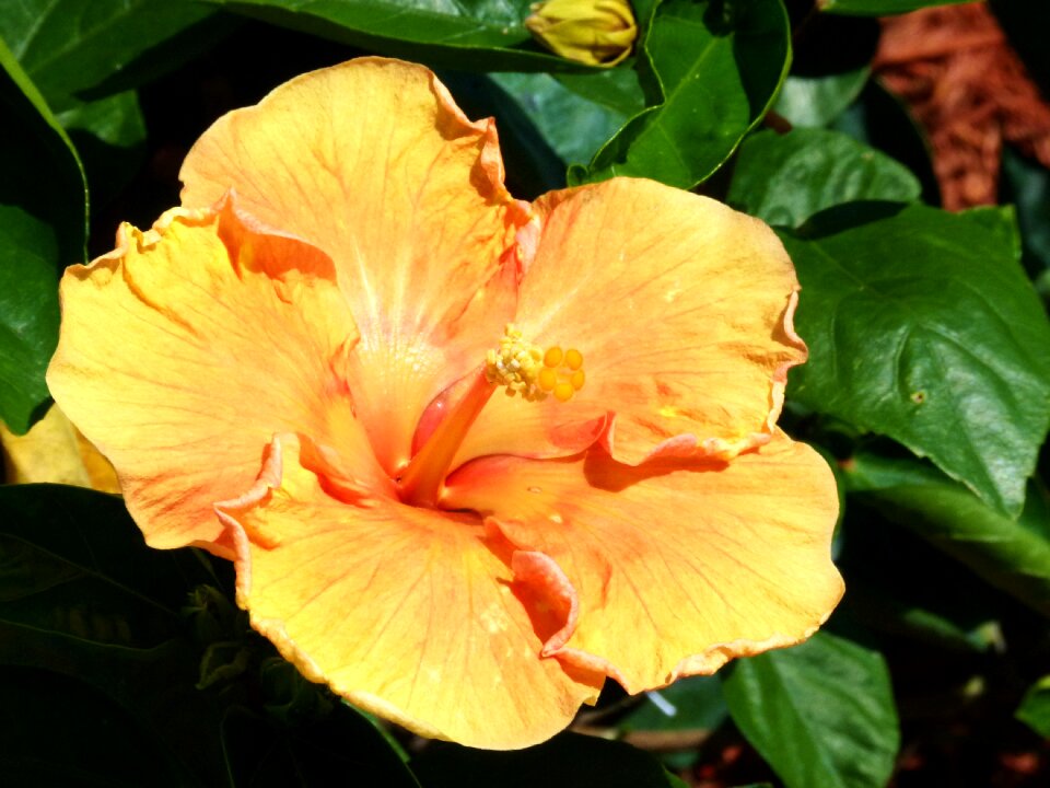 Tropical hawaii garden