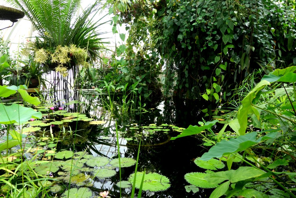 Interior view - Conservatory of Flowers - San Francisco, CA - DSC03079