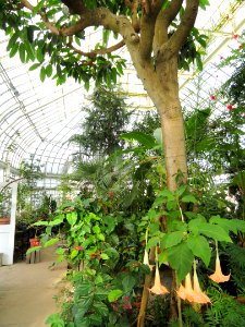 Interior view - Talcott Greenhouse - Mount Holyoke College - DSC04508