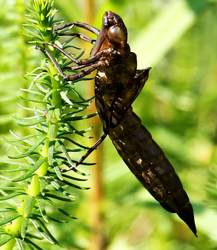 Dragonfly in the cocoon nature pond