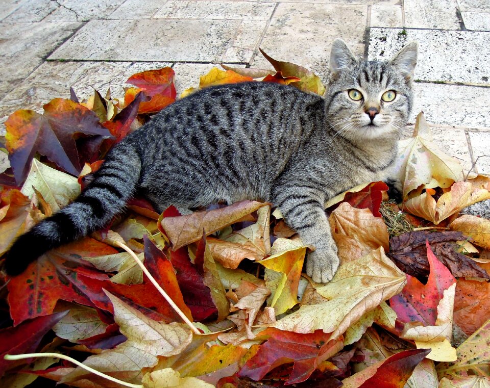 Tabby autumn autumn leaves