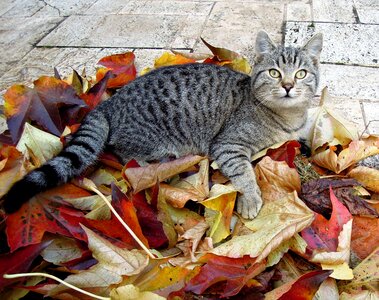 Tabby autumn autumn leaves