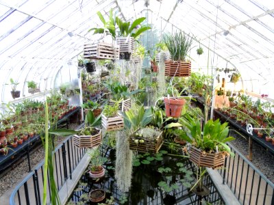 Interior view - Talcott Greenhouse - Mount Holyoke College - DSC04523