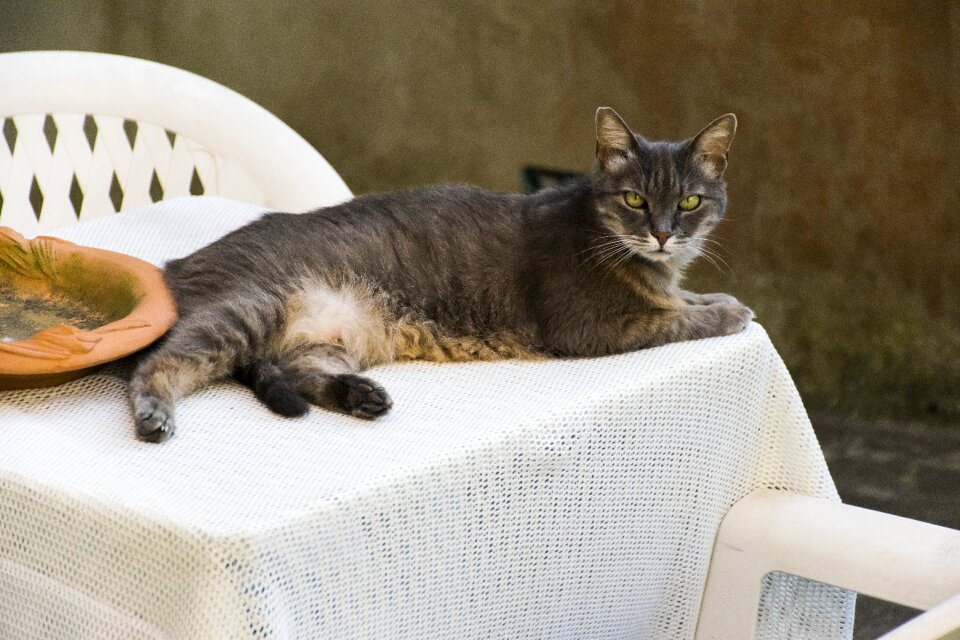 Capraia mediterranean cat