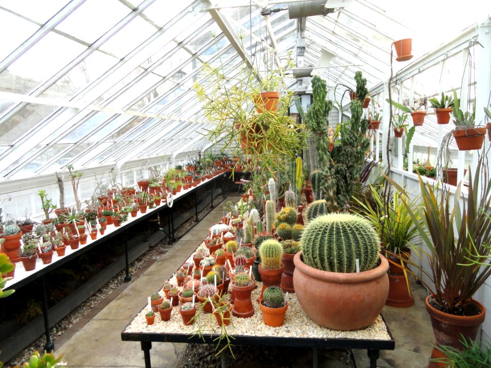 Interior view - Talcott Greenhouse - Mount Holyoke College - DSC04543