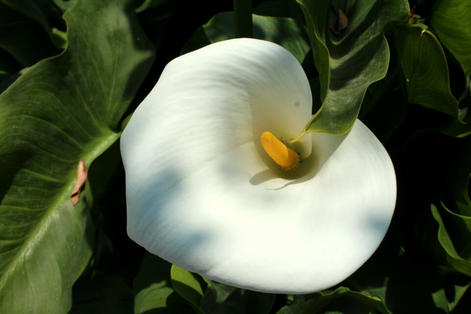 White flower flowers whiteness