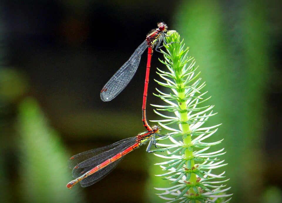 Red red dragonflies reproduction