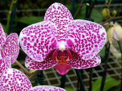 Spotty purple white