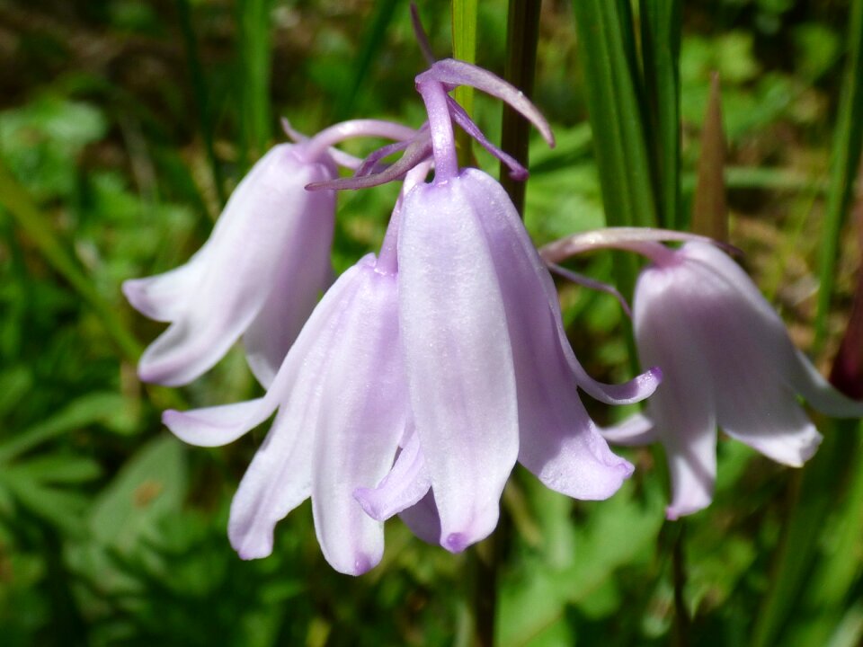 Pink flower bluebell spring