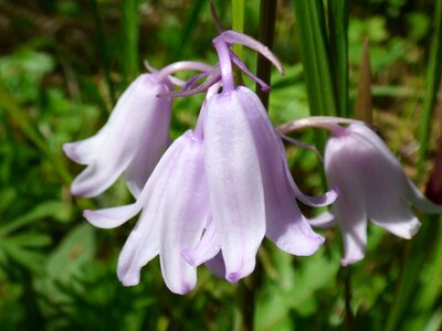 Pink flower bluebell spring