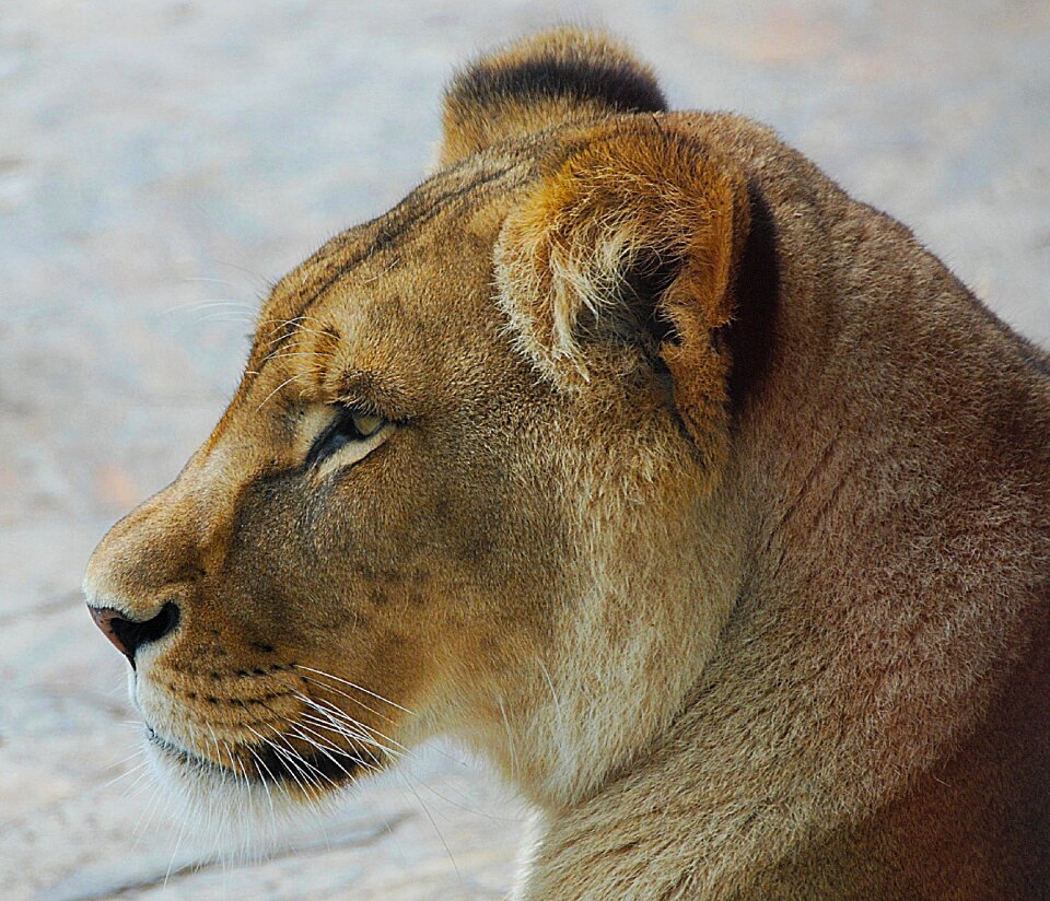 Zoo big cat portrait