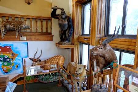 Interior of Redpath Museum - McGill University - Montreal, Canada - DSC08087