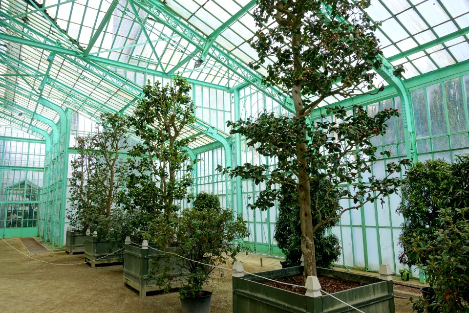 Interior architecture with camellias - Royal Castle of Laeken - Brussels, Belgium - DSC07011