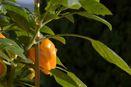 Sharp orange ripe