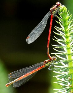 Red red dragonflies reproduction